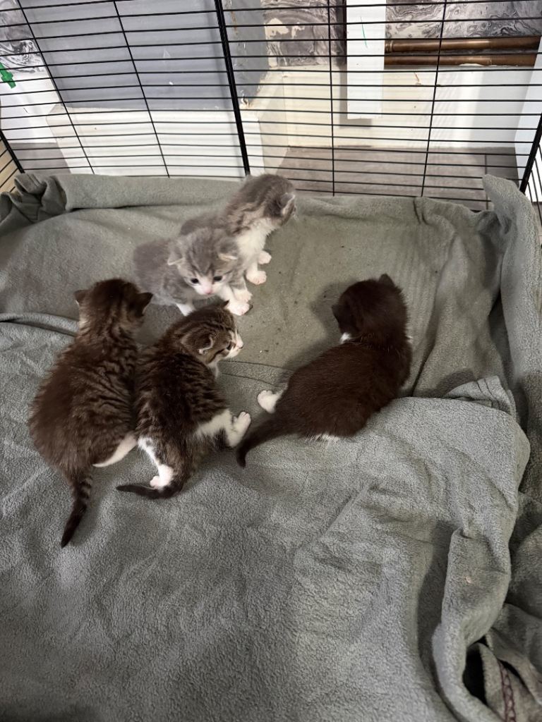 5 BEAUTIFUL KITTENS TAKING RESERVATIONS NOW