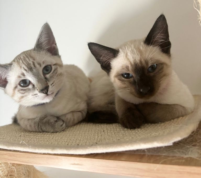 3 Social Siamese Kittens - Ready to go home