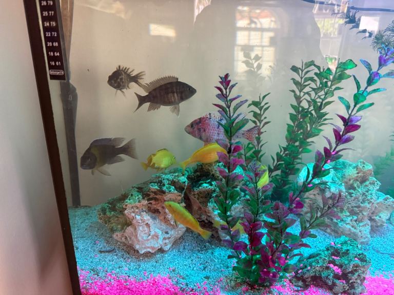 Multiple cichlids 
