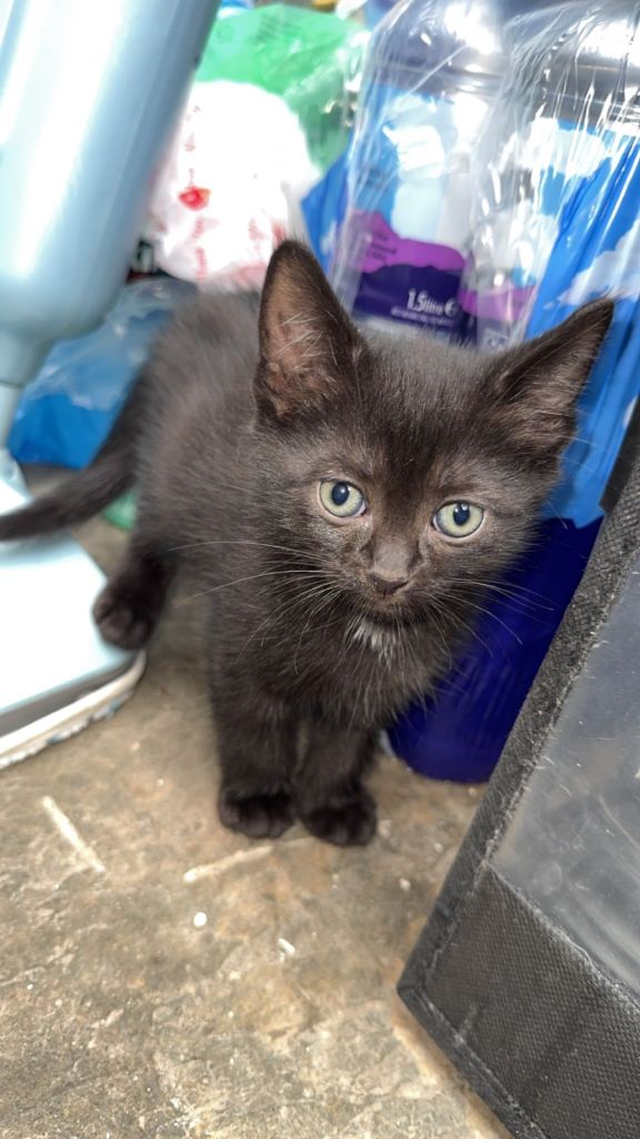 3 kitten 9weeks ready for new house 