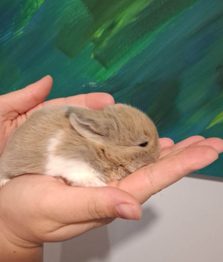 Mini Lion Lops (Mini Lionhead and Mini Lop mix) £70