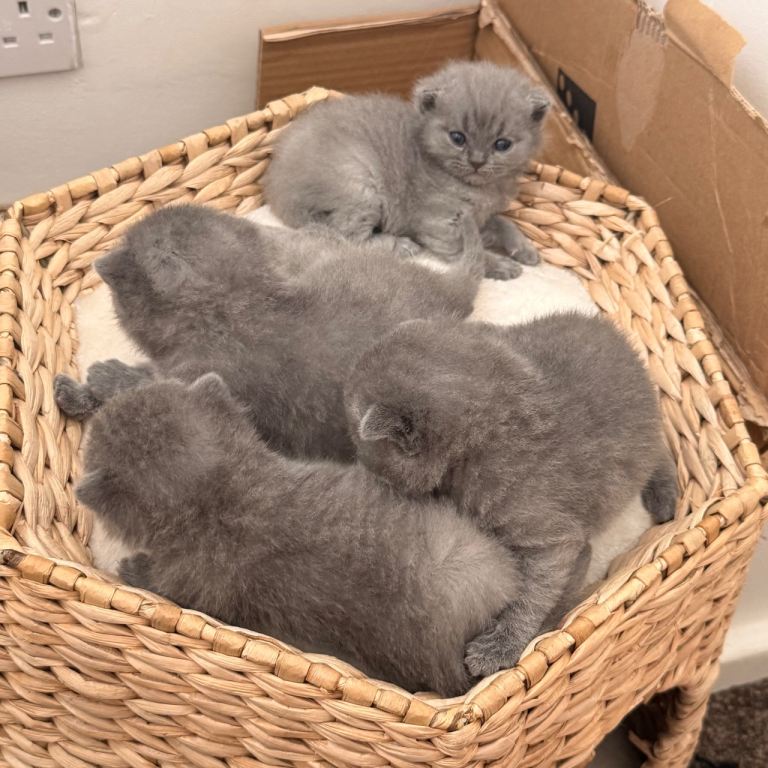 British short hair khitten