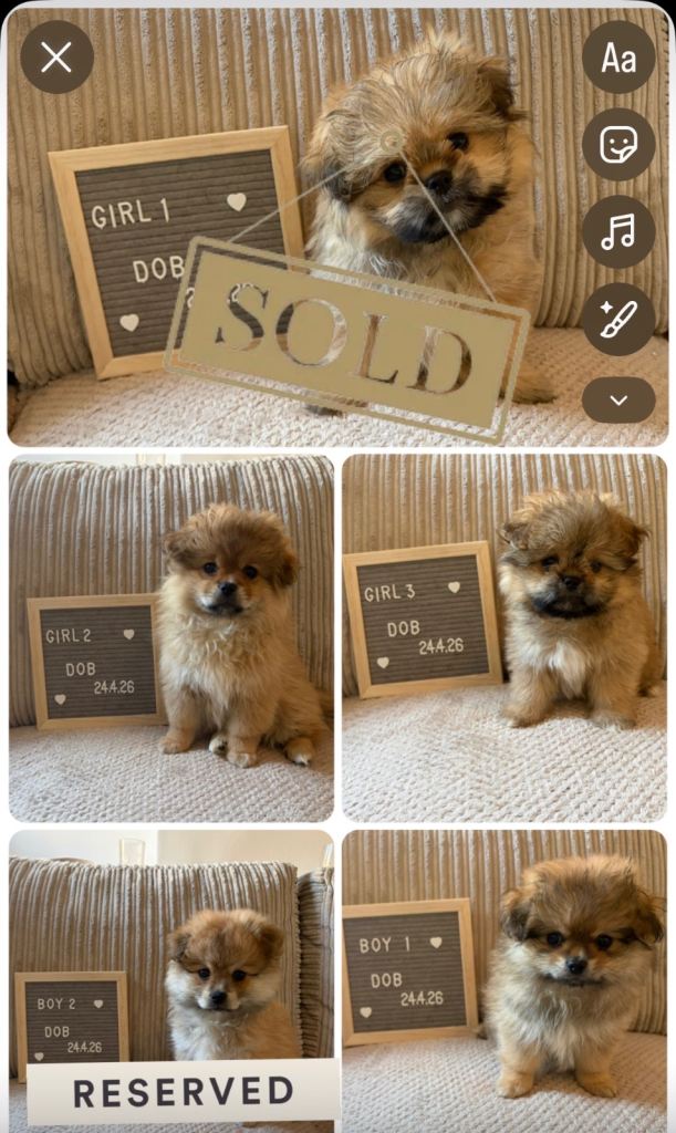 Pomeranian/ Shih Tzu puppies