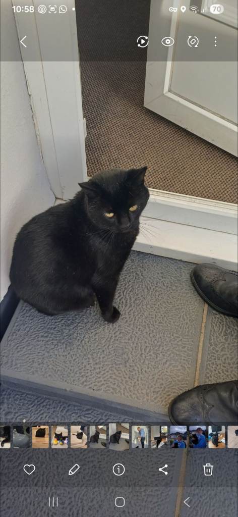 Friendly black male cat