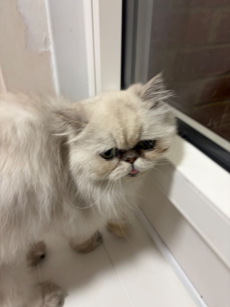 White furry Persian cat/kitten