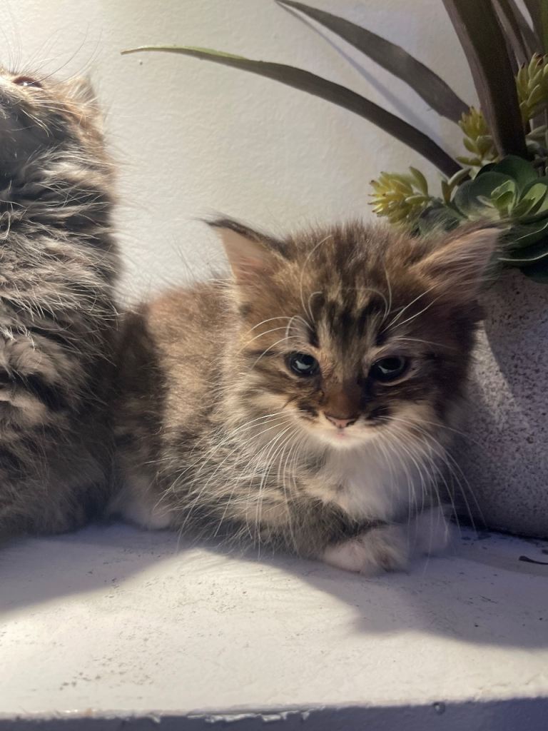 Maine coon kittens for sale