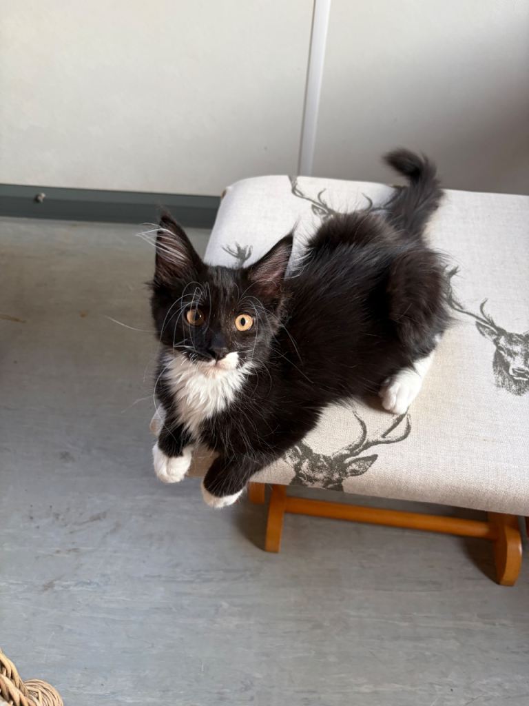 Maine Coon kittens