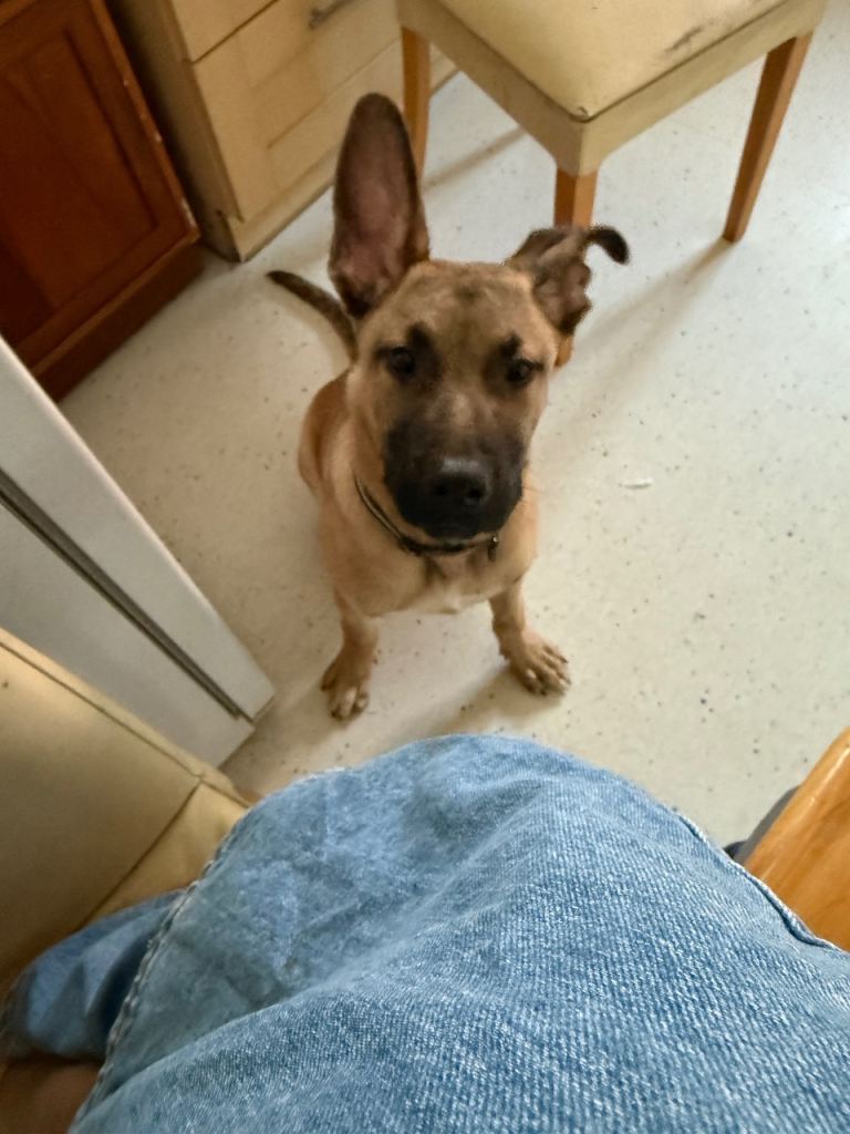 Gorgeous German Shepard X