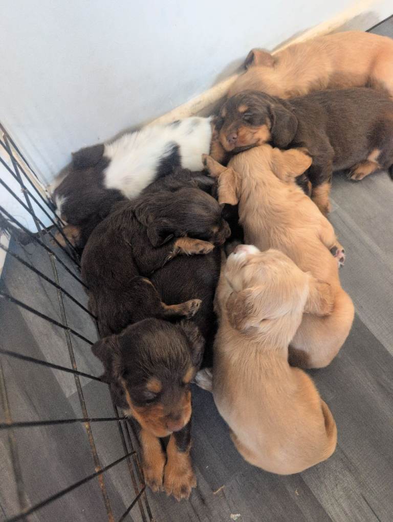 Cocker spaniels stunning pups working type