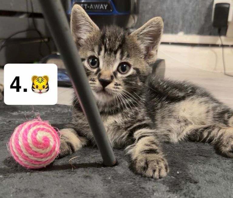 Adorable kittens looking for loving homes🐾