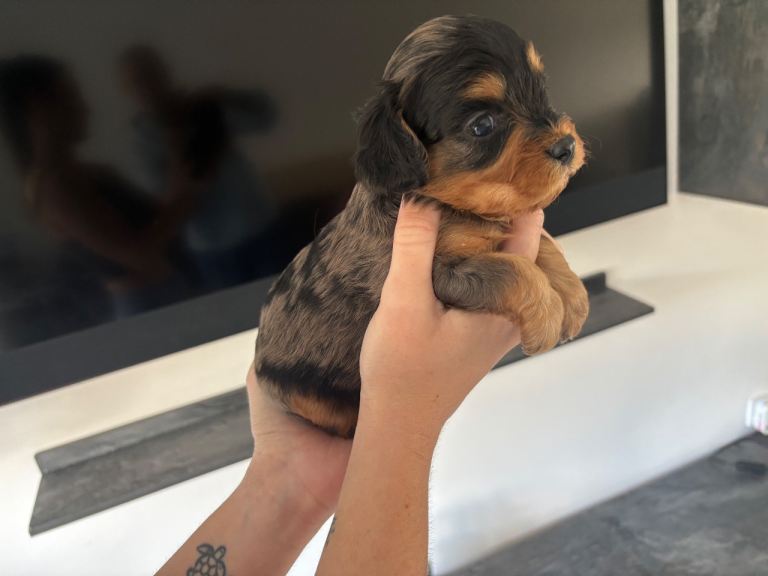 F1 Toy Cavapoos 