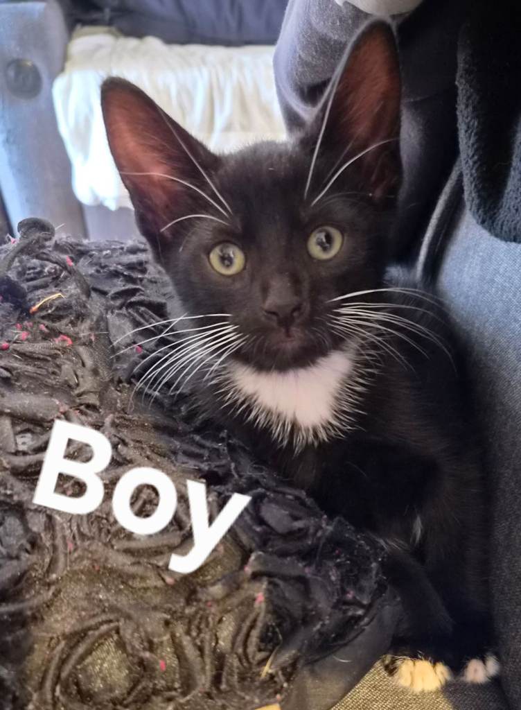 Kitten boy