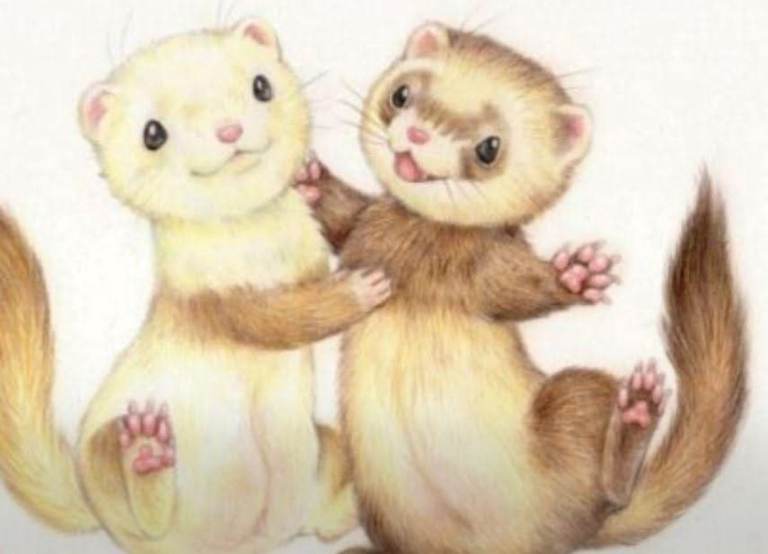 Baby Ferrets 