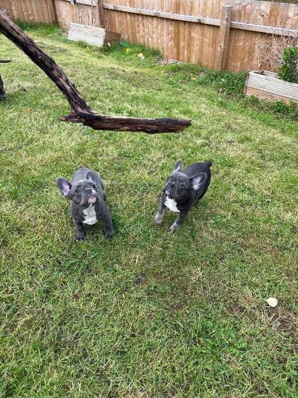 Kc registered french bulldog pups