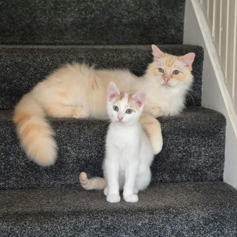 cats looking for a forvever home