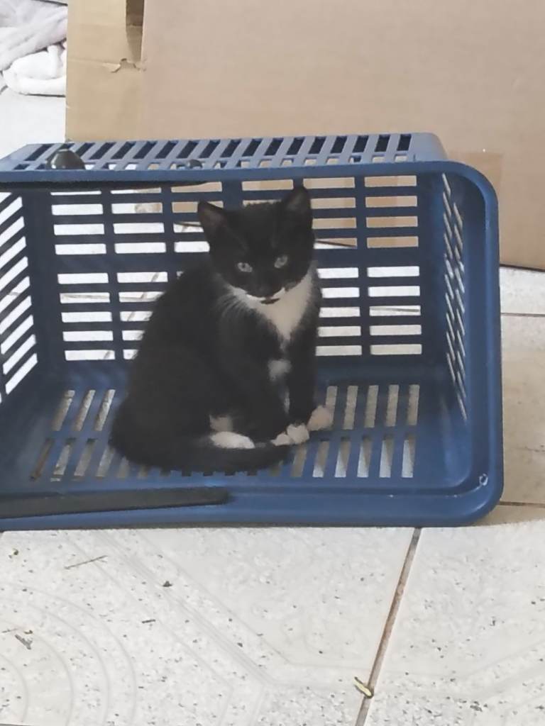 Cute kittens