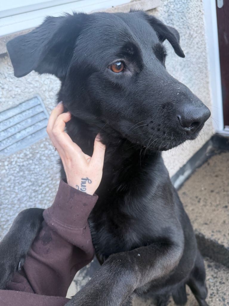 Black lab cross 