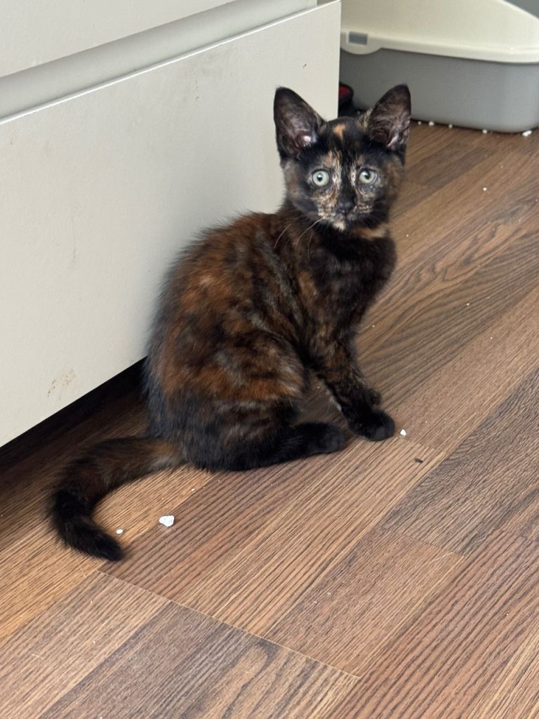 Kitten