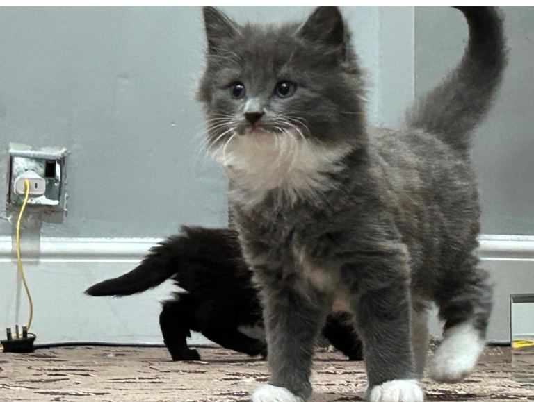 Kittens for sale