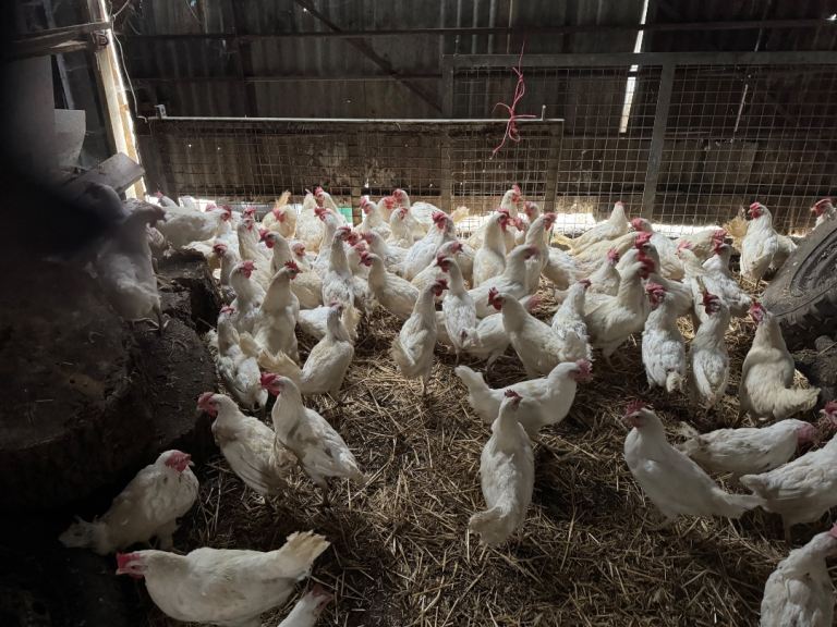 Leghorn chickens 