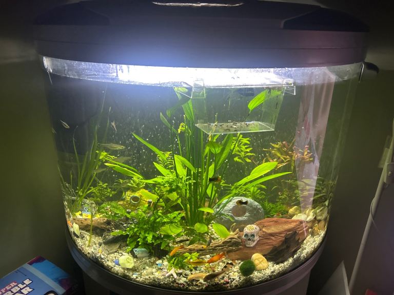 Fish tank 