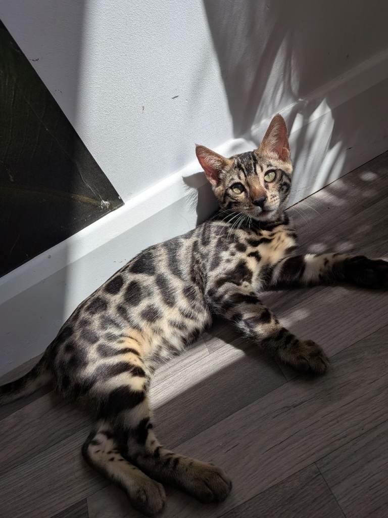 Male Bengal kitten TICA registered silver charcoal