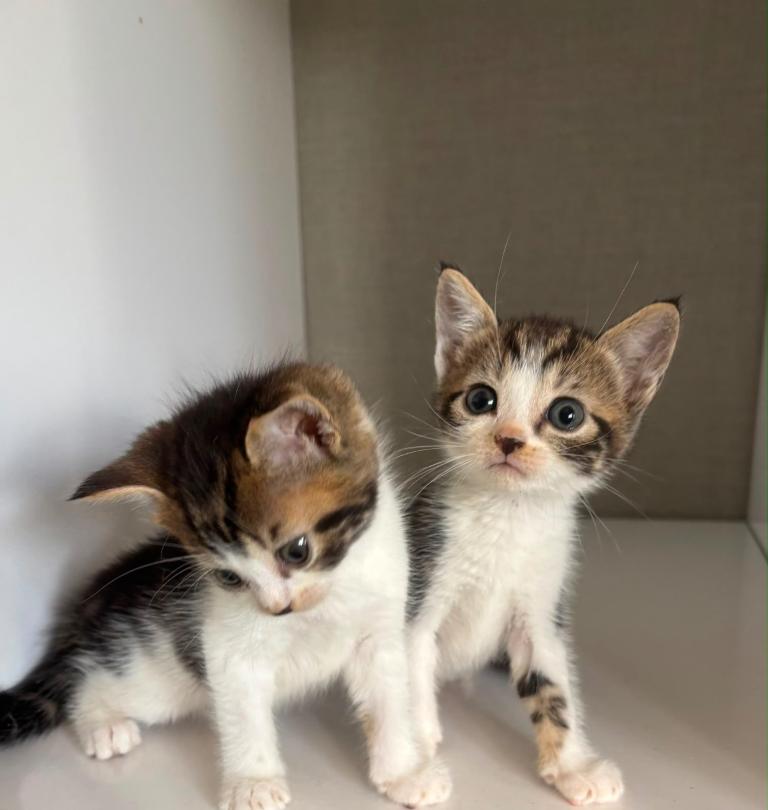 2 mixed Norwegian Kittens