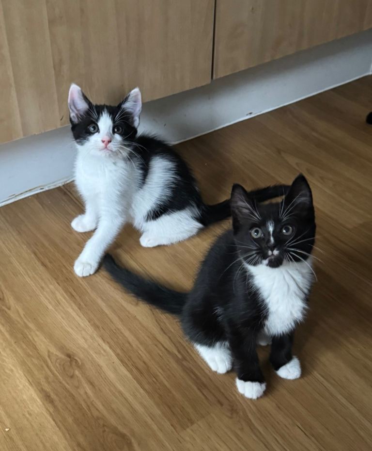 Kittens
