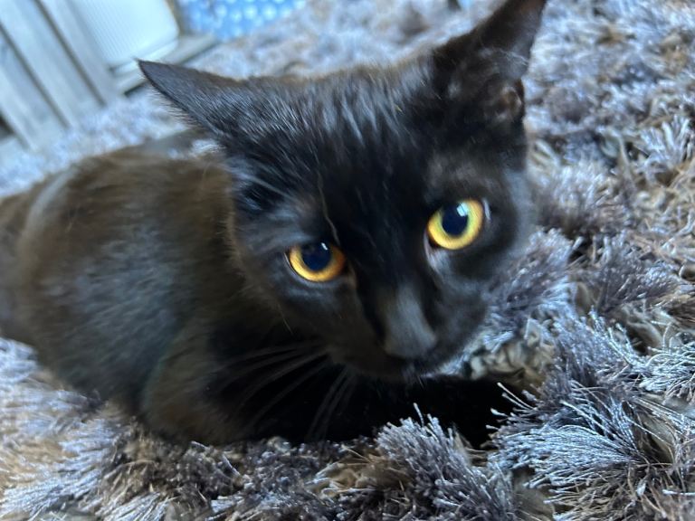 Gorgeous, friendly female black kitten 