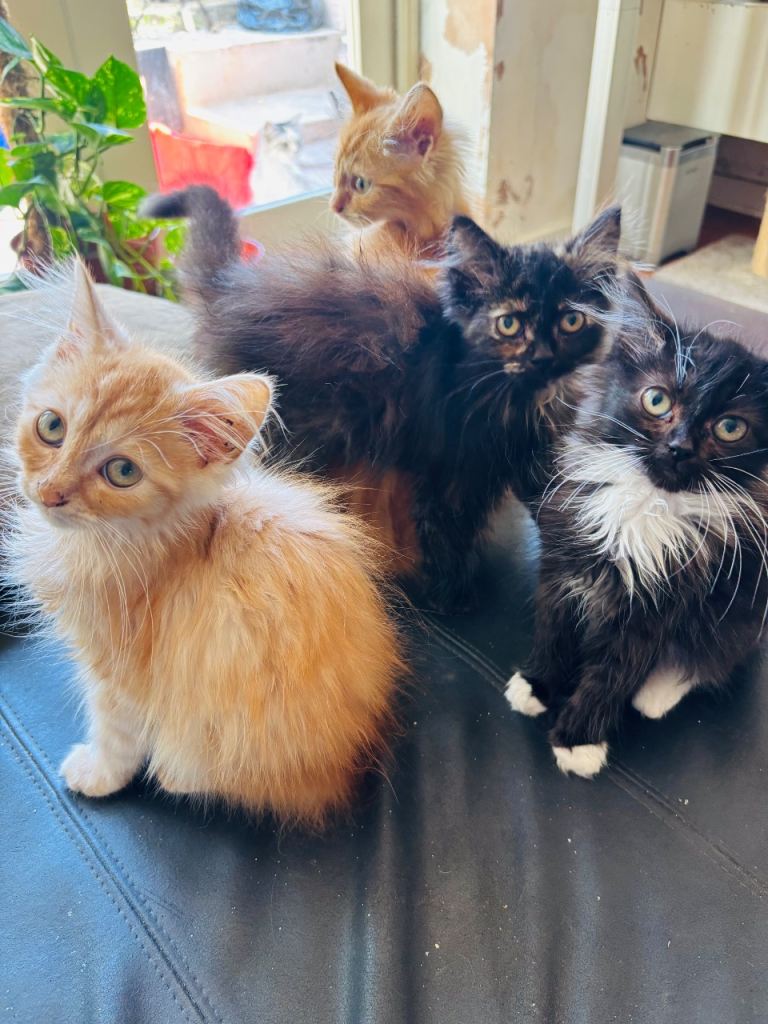 Update: 3 beautiful kittens - Persian / ragdoll mix - UPDATE PRICE REDUCED 