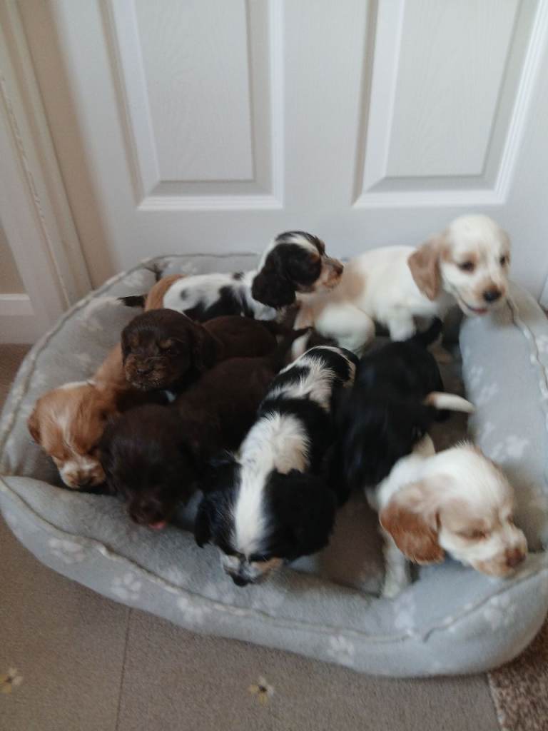 Kc registered show type spaniels 