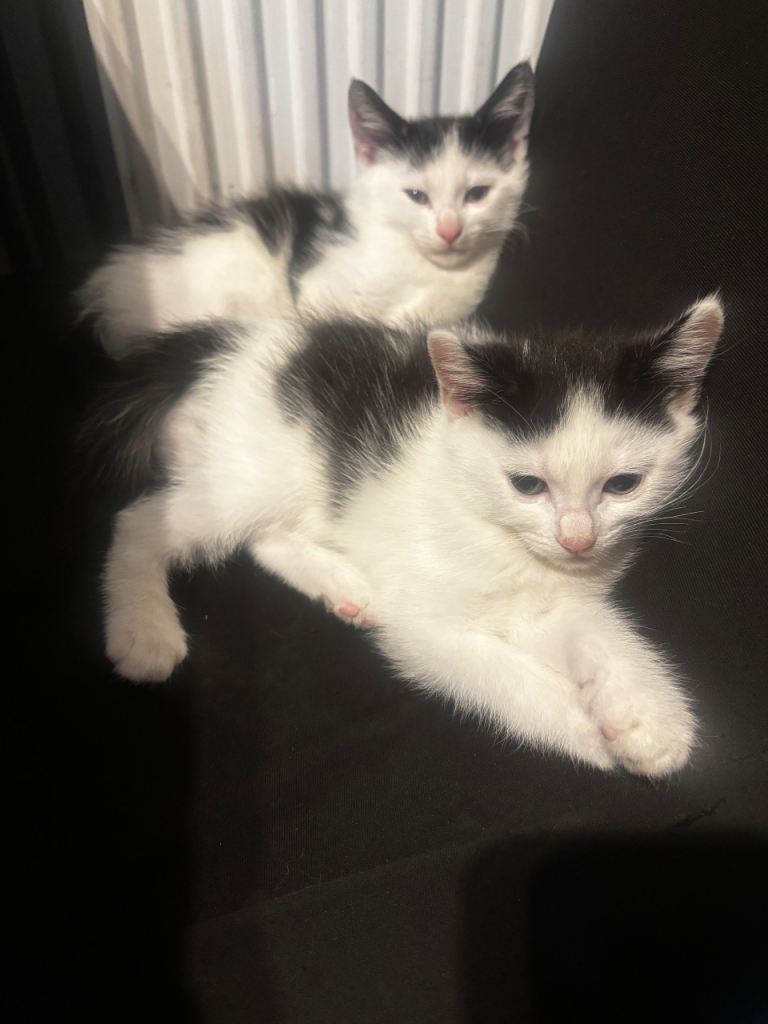 Kittens 