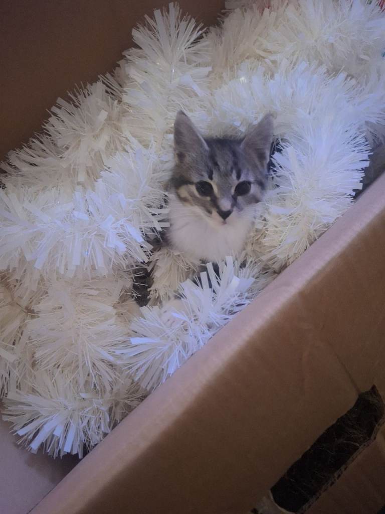 Kitten for sale