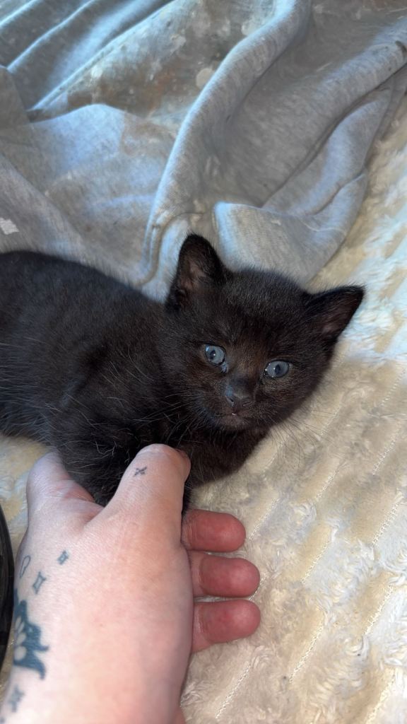 Male kitten 