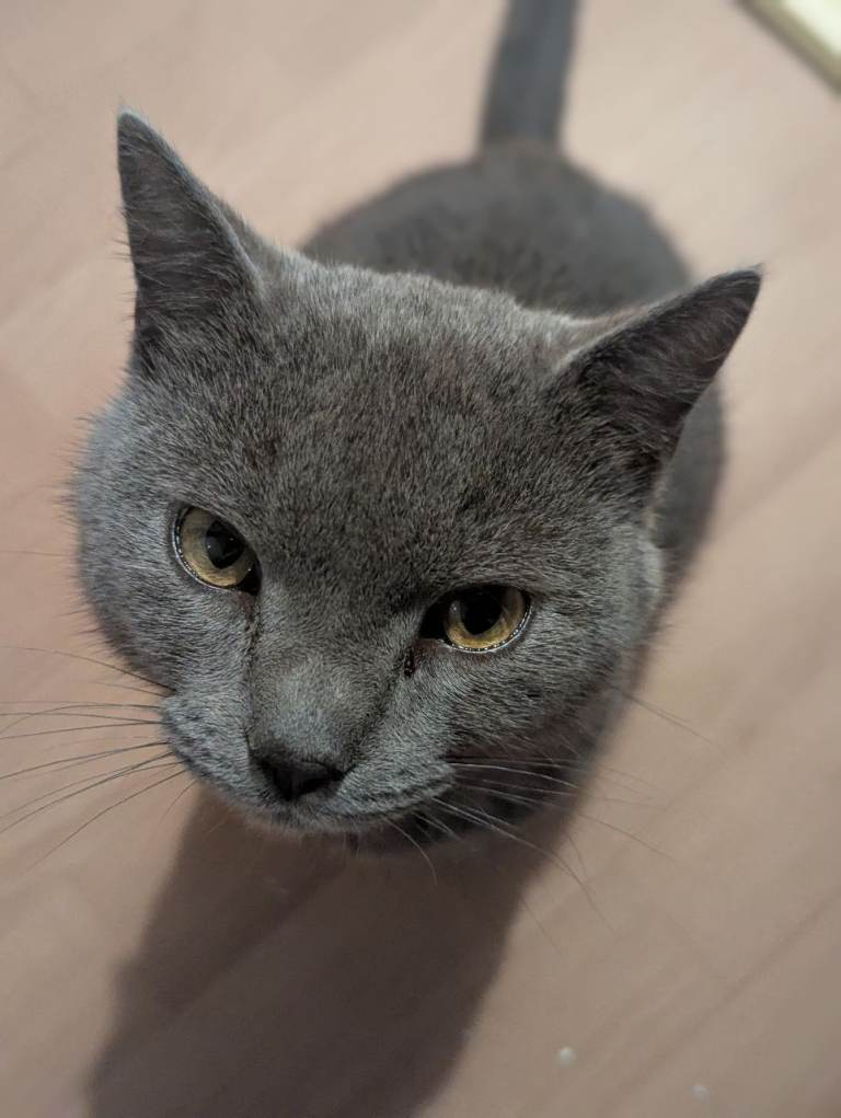 Russian Blue