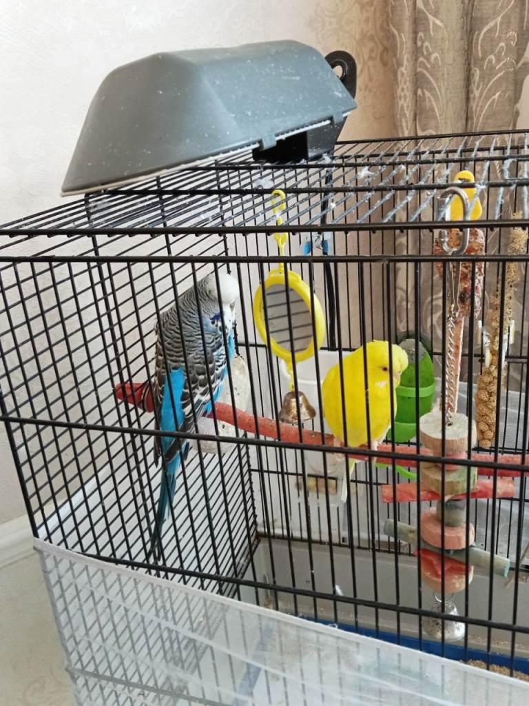Budgie and cage £50