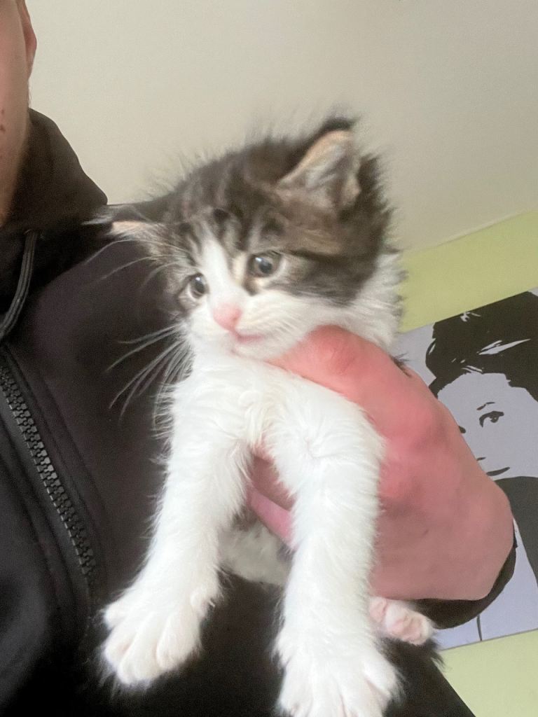 Maine coon x Ragdoll breed kittens for sale