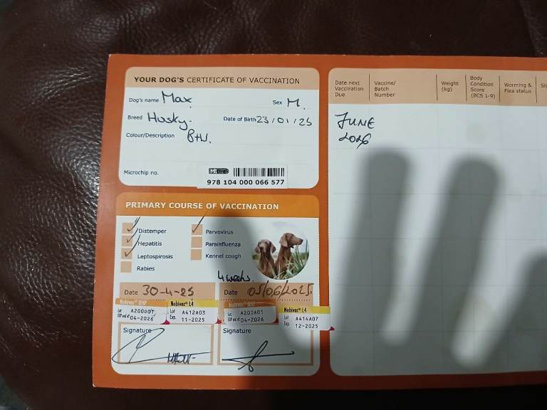 Syberian husky for sale