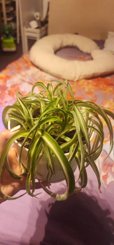 Spider plant with pot