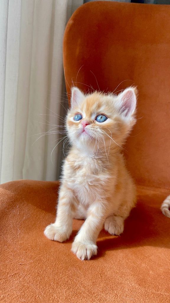 Two beautiful Persian kittens