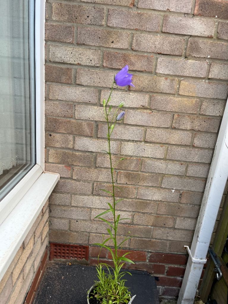 Perennial plant