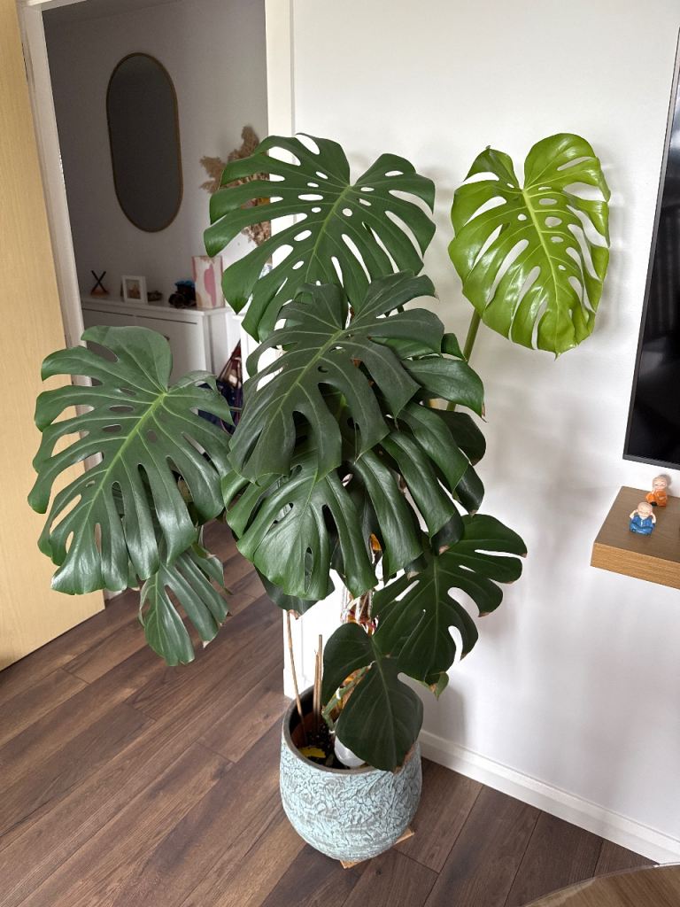 Monstera/Swiss Cheese Plant