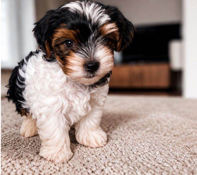 🎀Gorgeous Tiny Biewer Yorkshire Terrier Puppies🐾