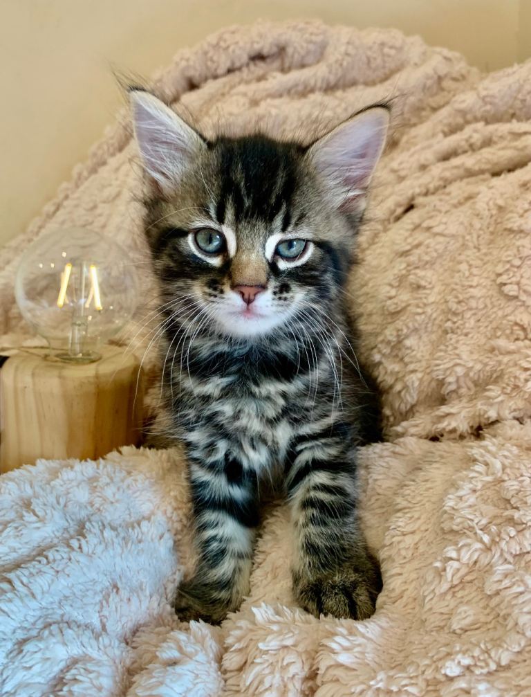 Fluffy little tiger 