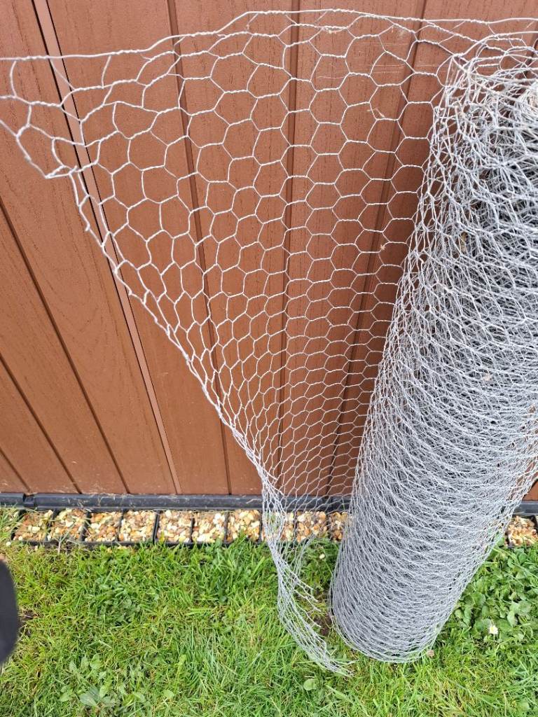 Wire netting fencing chicken