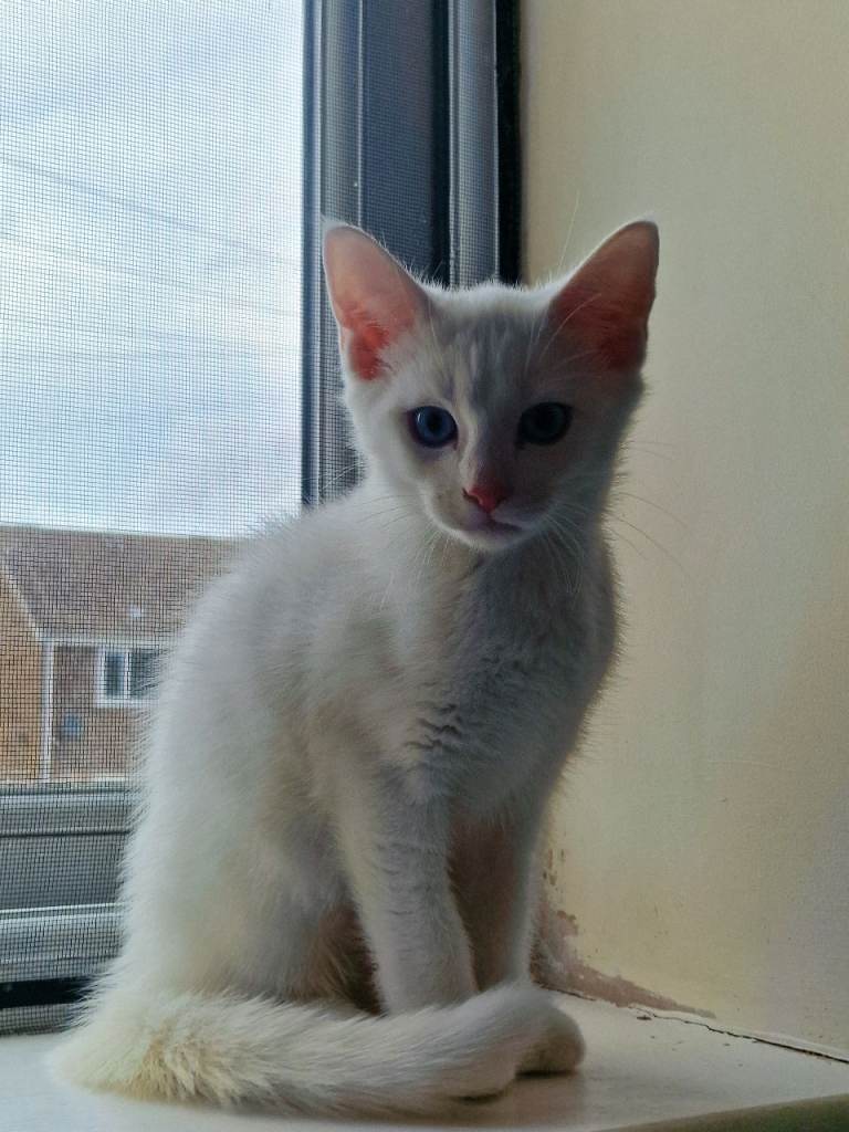 Stunning White Blue-Eyed Male Kitten 🤍