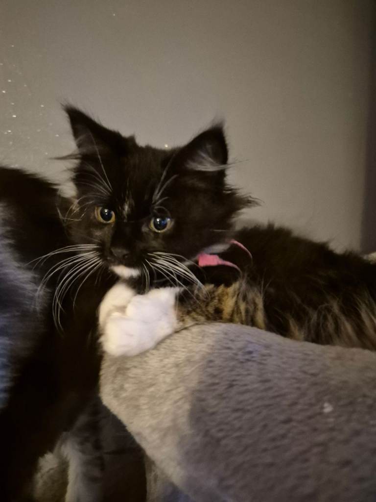 Maine coon kittens last girl 