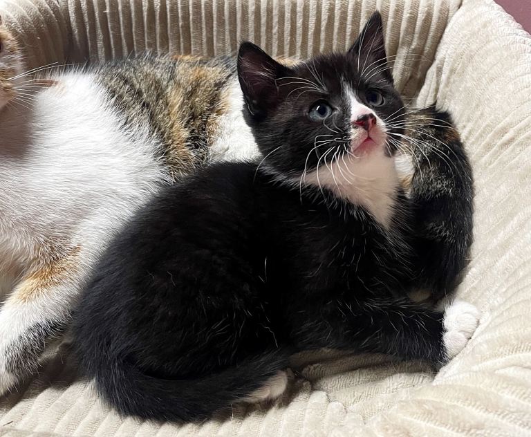 Stunning kittens for sale 