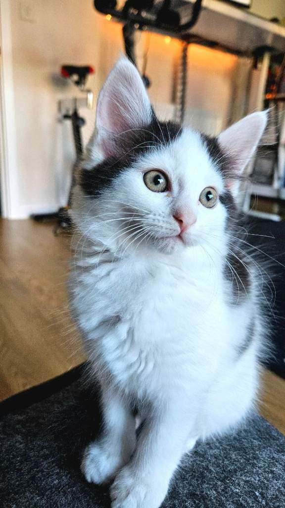 3 Gorgeous Fluffy Kittens (2 boys & 1 girl) Healthy, Playful & Litter-Trained - Ready for New Homes
