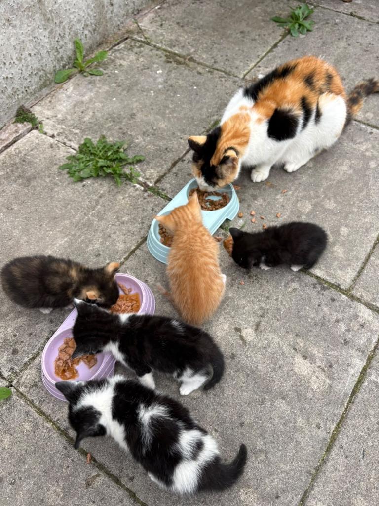 5 kittens each for £50